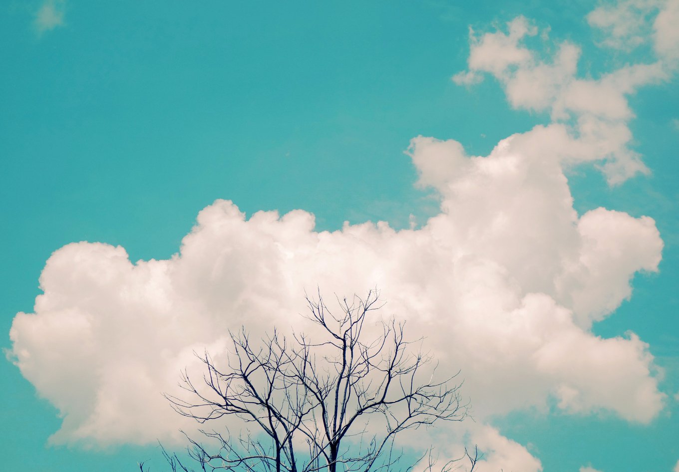 ssconcep (5)