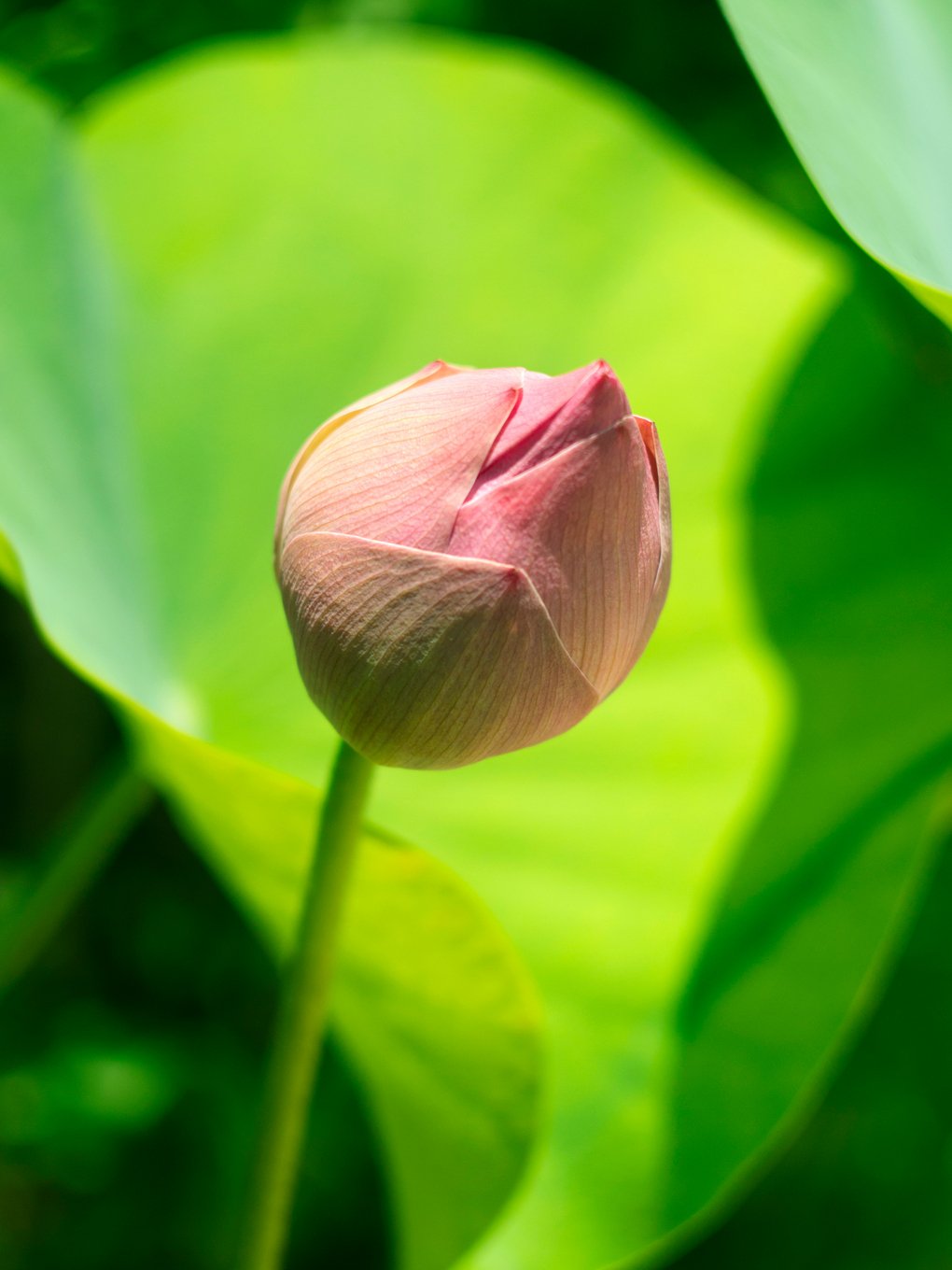 sslotus (60)