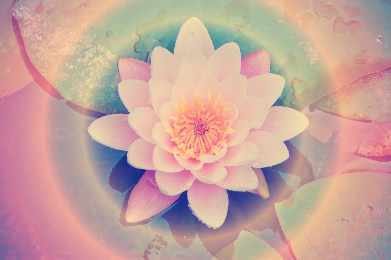 sslotus (18)