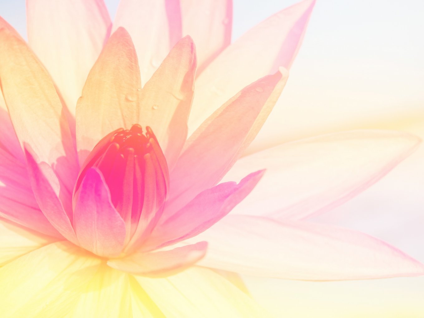 sslotus (22)