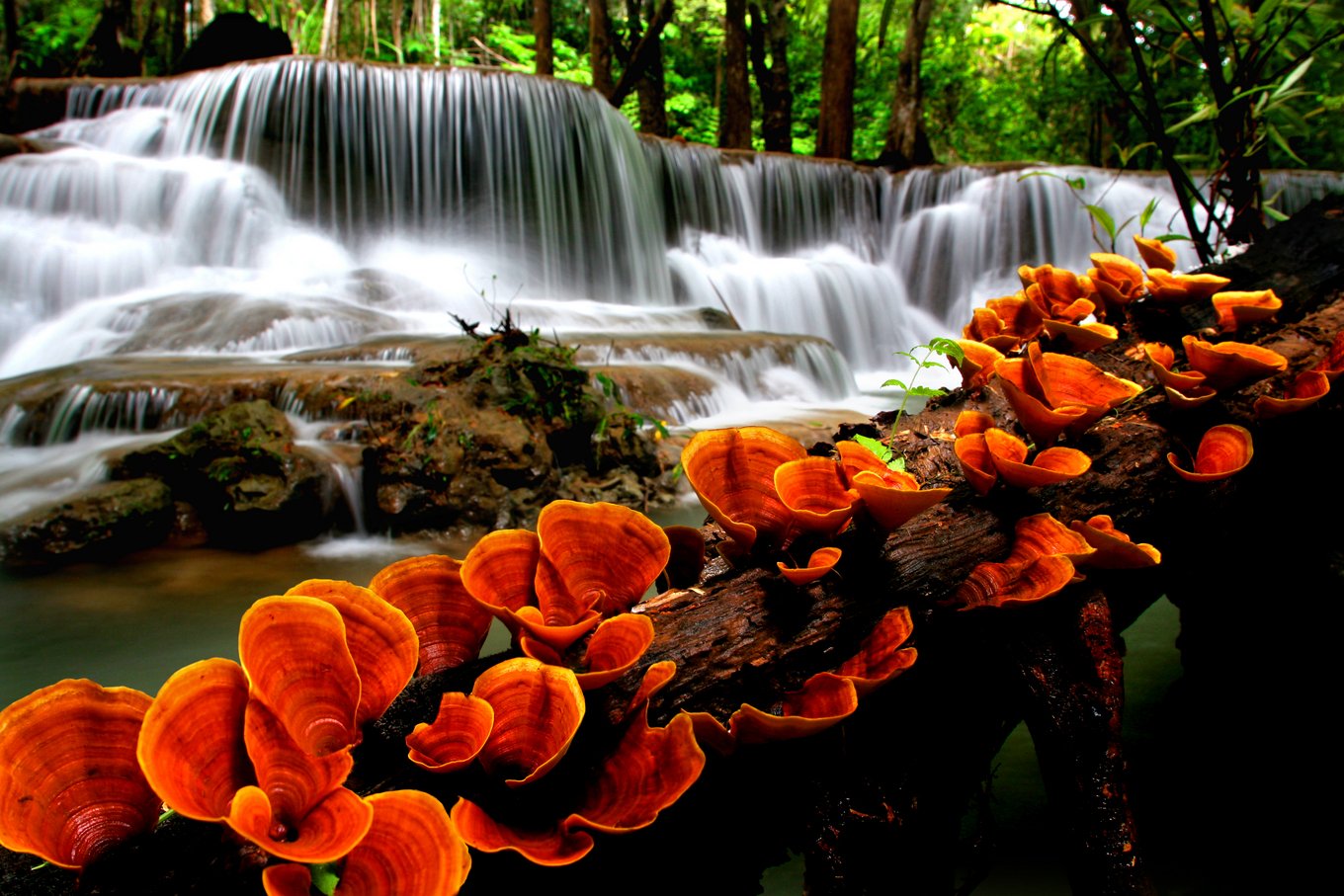 ssnature (6)