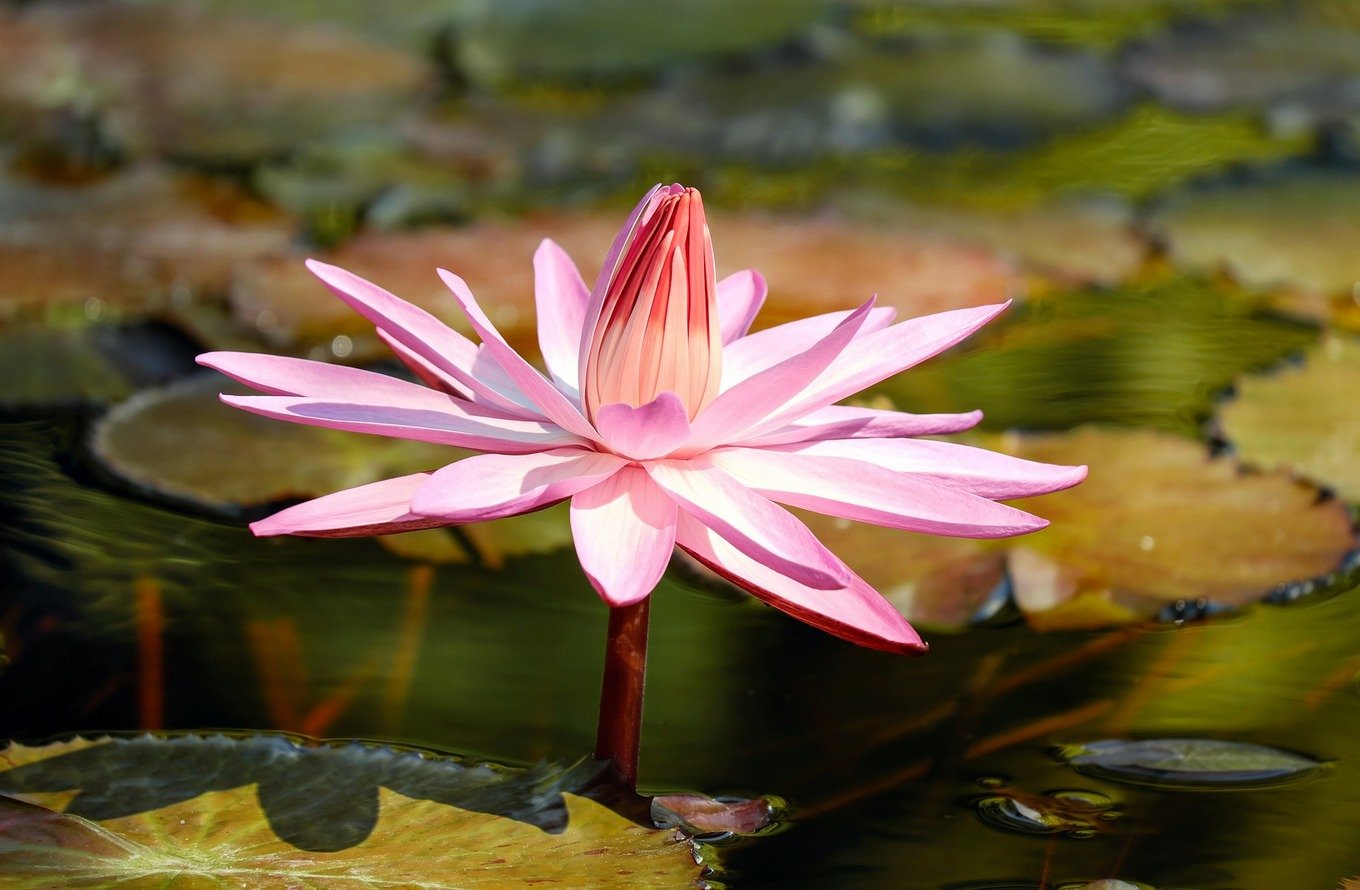 water-lily-2504842_1920