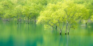 常觀雜念來處