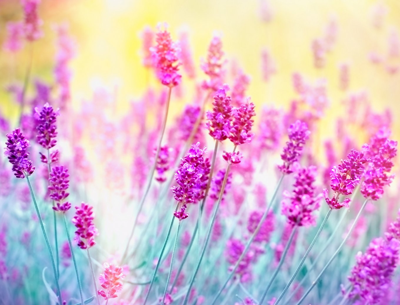 ssflower (17)